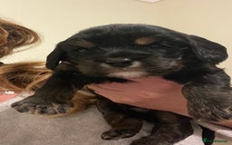 Cavapoo dogs for sale: Beautiful cavapoo puppies  - Image 6