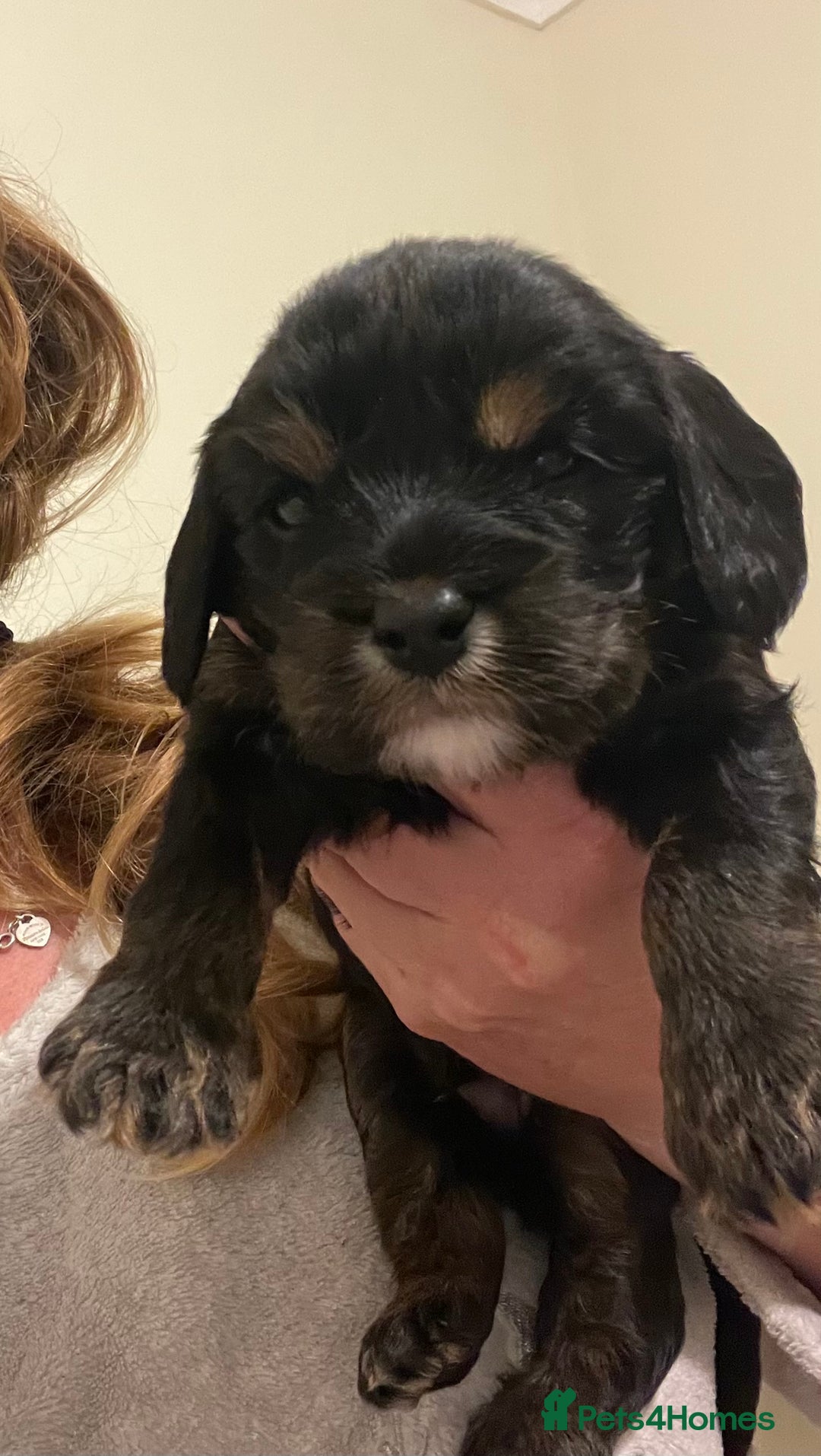 Cavapoo dogs for sale: Beautiful cavapoo puppies  - Image 6