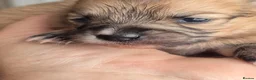 Pomeranian dogs for stud: PROVEN Pomeranian for STUD  - Advert 17