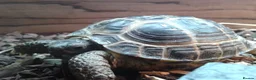 Tortoise reptiles for sale: 12 years old  male horsefield in Sheffield - Advert 5