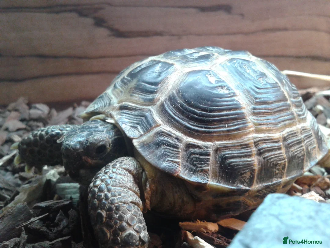 Tortoise reptiles for sale: 12 years old  male horsefield in Sheffield - Advert 5