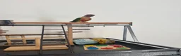 Conures birds for sale: Red factor, yellow sided pineapple conure - Advert 4