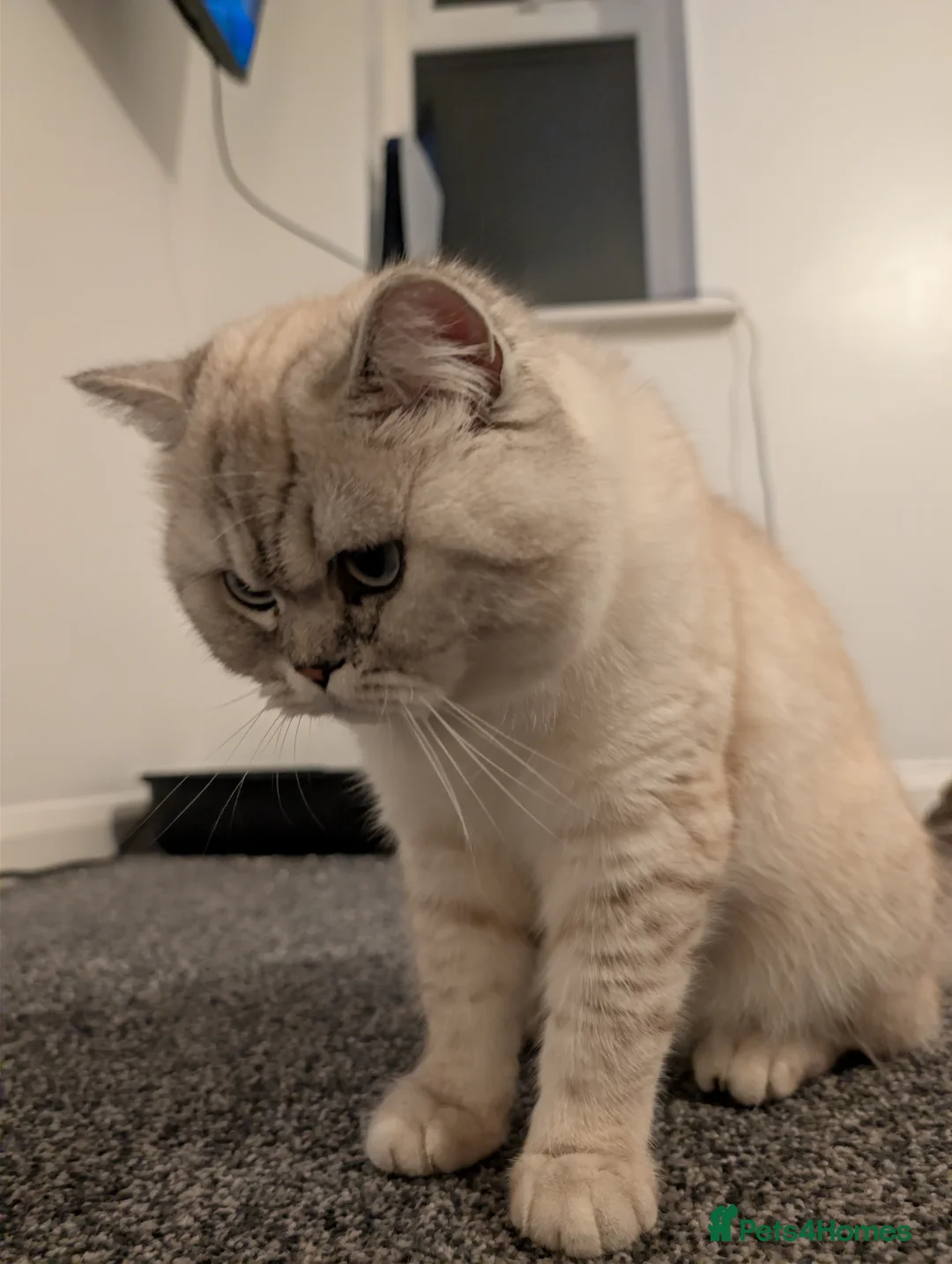 British Shorthair cats for stud: British Shorthair Stud - Advert 8