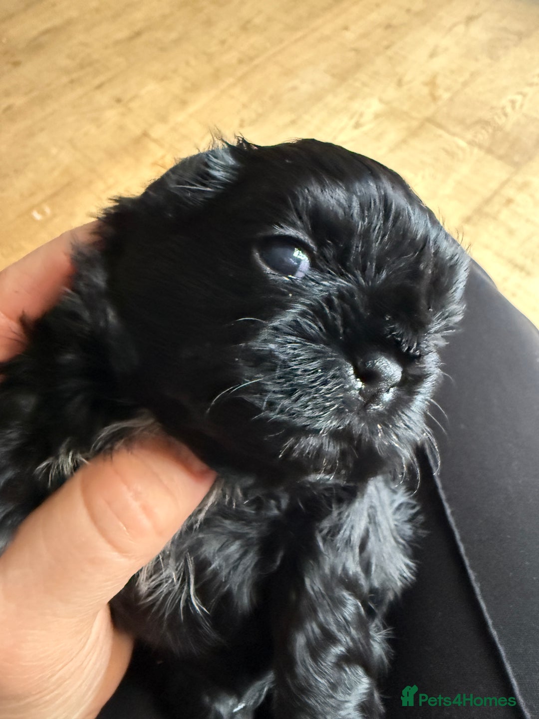 Shih Tzu dogs for sale: Shih Tzu Beauties, Imperial lines - Advert 12