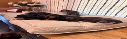 Miniature Dachshund dogs for sale: 7 Black and Tan and Blue miniature Dachshund’s  - Advert 13