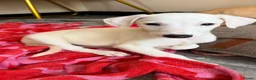 Whippet dogs for sale: WHIPPET PUPPIES  - Advert 36