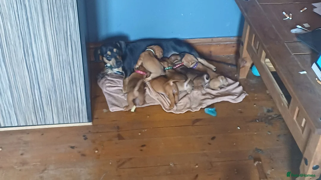Mixed Breed dogs for sale: Miniature dachshund x french bulldog  in Ilkeston - Advert 1