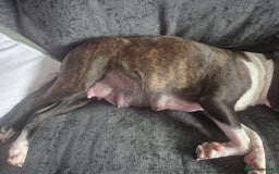 Boston Terrier dogs for sale: Stunning true to type wildax litter - Image 4