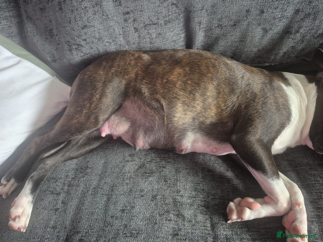 Boston Terrier dogs for sale: Stunning true to type wildax litter - Image 4