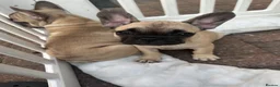 French Bulldog dogs for sale: Female fawn coat and a black mask. - Advert 30