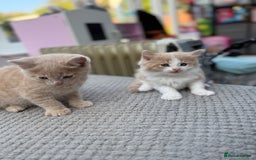 Maine Coon cats for sale: Mainecoon cross kittens  in Ferndown - Image 17