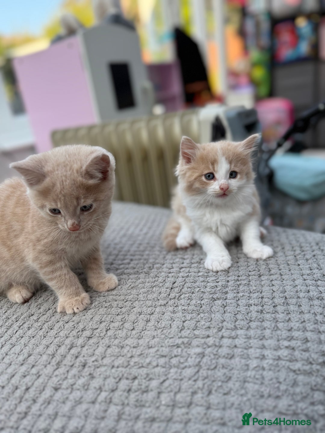 Maine Coon cats for sale: Mainecoon cross kittens  in Ferndown - Image 17