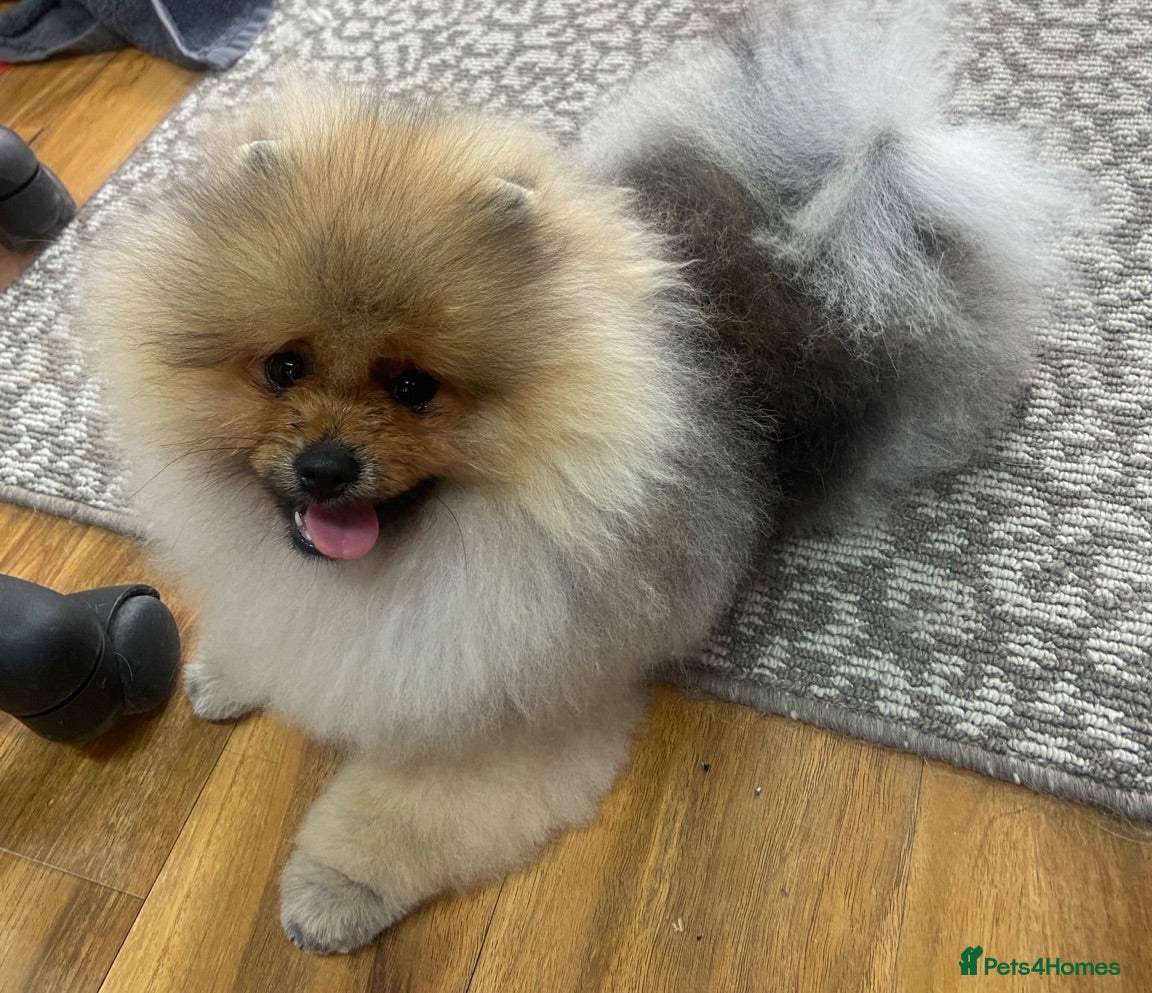 Pomeranian dogs Beautiful Pomeranian boy - Advert 2