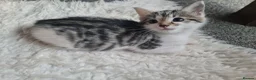 Mixed Breed cats for sale: Kittens - Advert 9