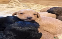 Mixed Breed dogs for sale: Poodle / bichon frise X puppies  - Image 2