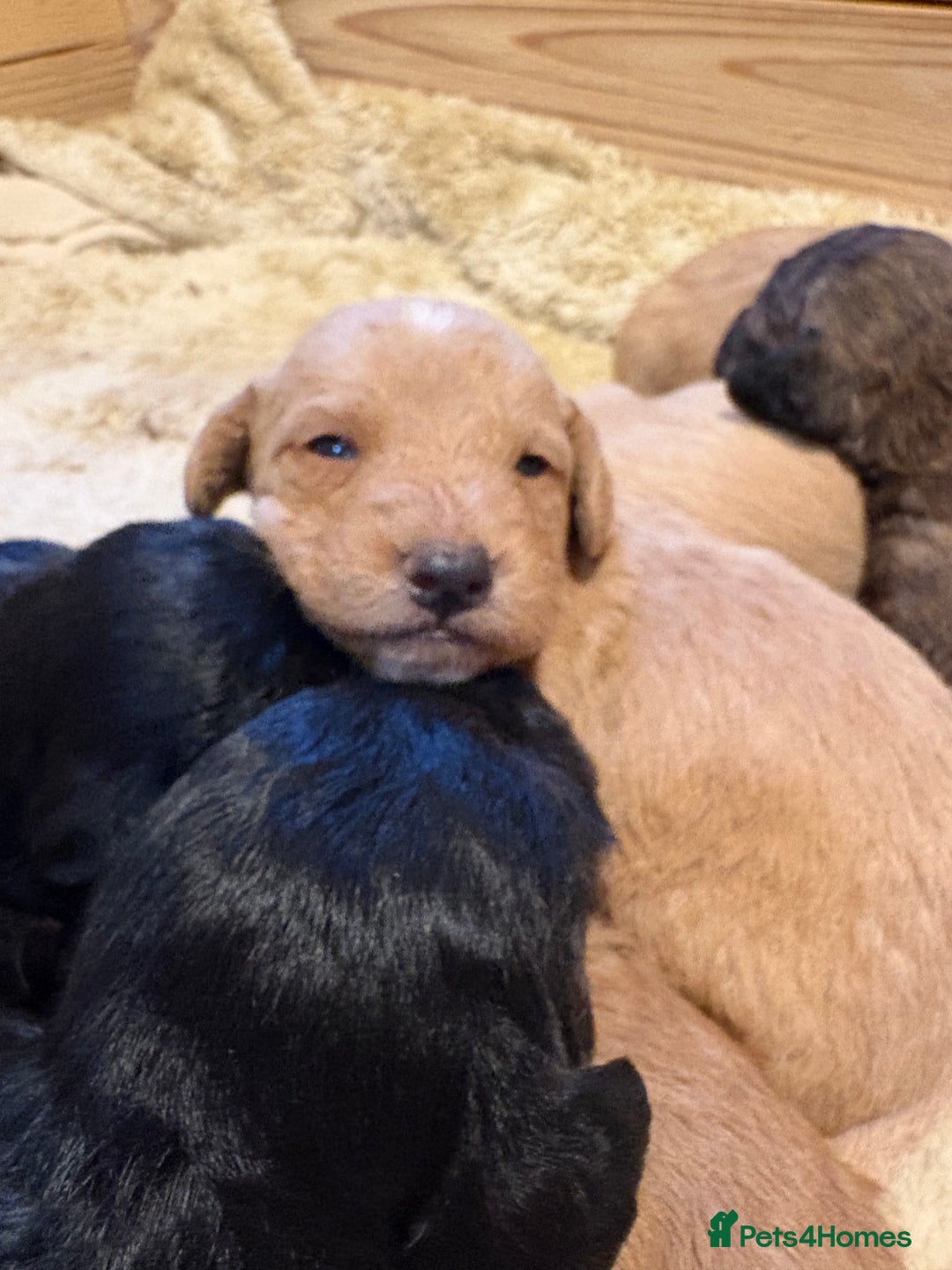 Mixed Breed dogs for sale: Poodle / bichon frise X puppies  - Image 2
