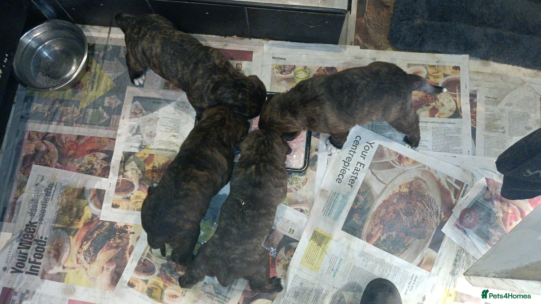 Mixed Breed dogs Saint Bernard Neapolitan x Boerboel Neapolitan  - Advert 2