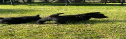 Scottish Terrier dogs for sale: Scottish terrier pups KC registered  - Advert 7