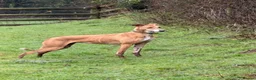 Mixed Breed dogs for sale: Outstanding Working-Bred Whippet Lurcher Puppies  - Advert 3