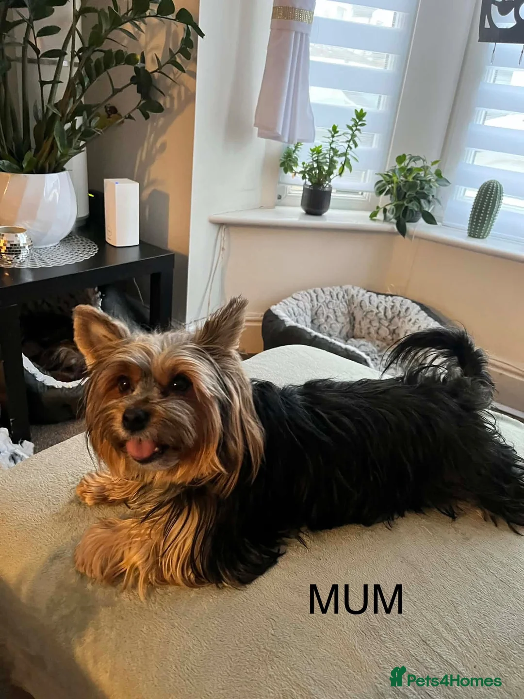 Yorkshire Terrier dogs for sale: YORSHIRE TERRIER 1 BOY 2 GIRLS FOR SALE - Advert 1