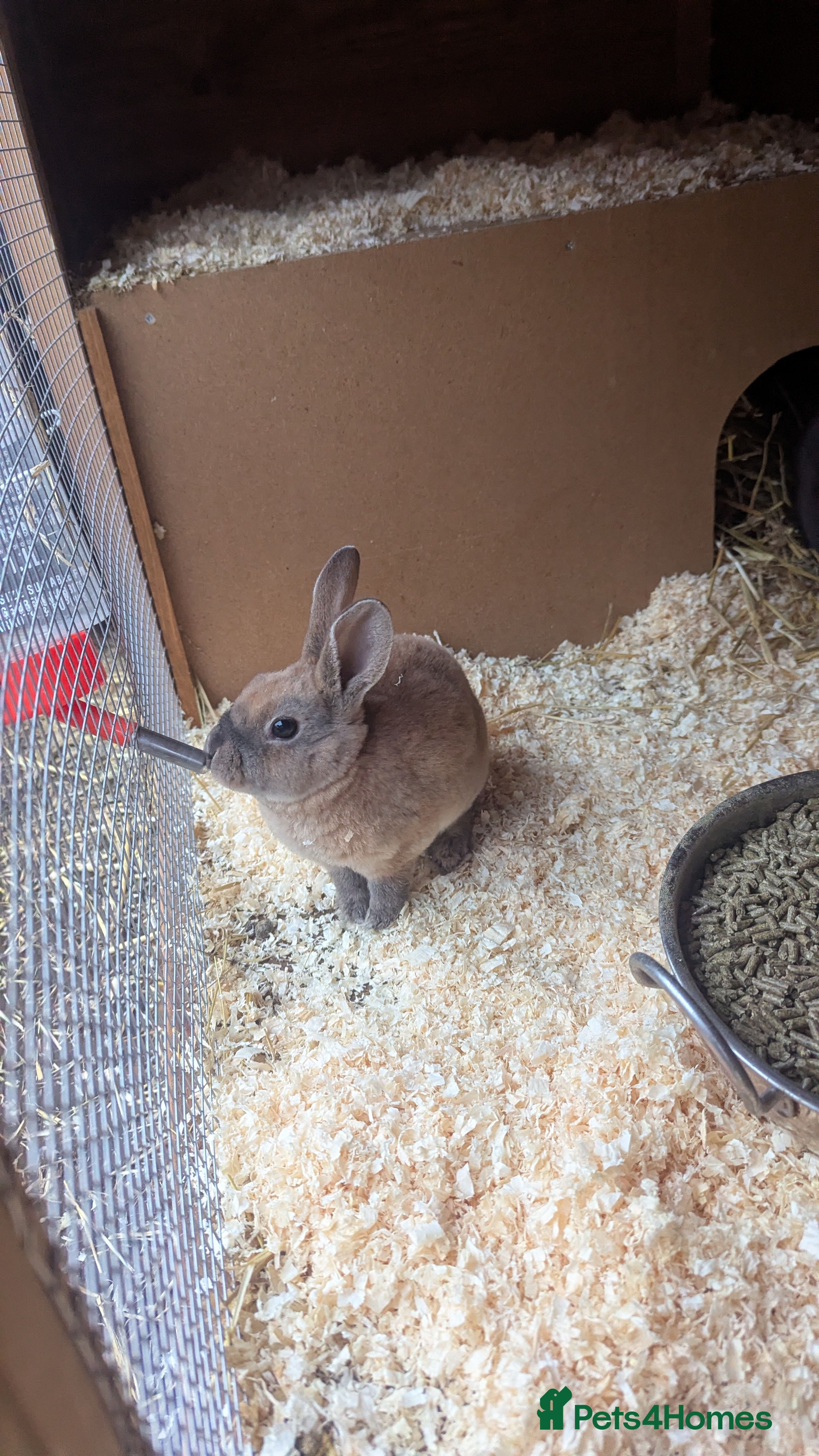 Rex rabbits Beautiful Rex bunny - Advert 19