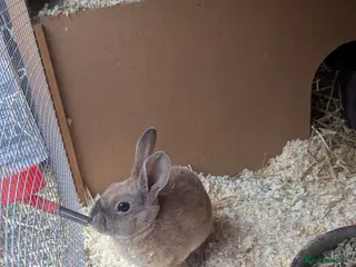 Rex rabbits Beautiful Rex bunny - Advert 19