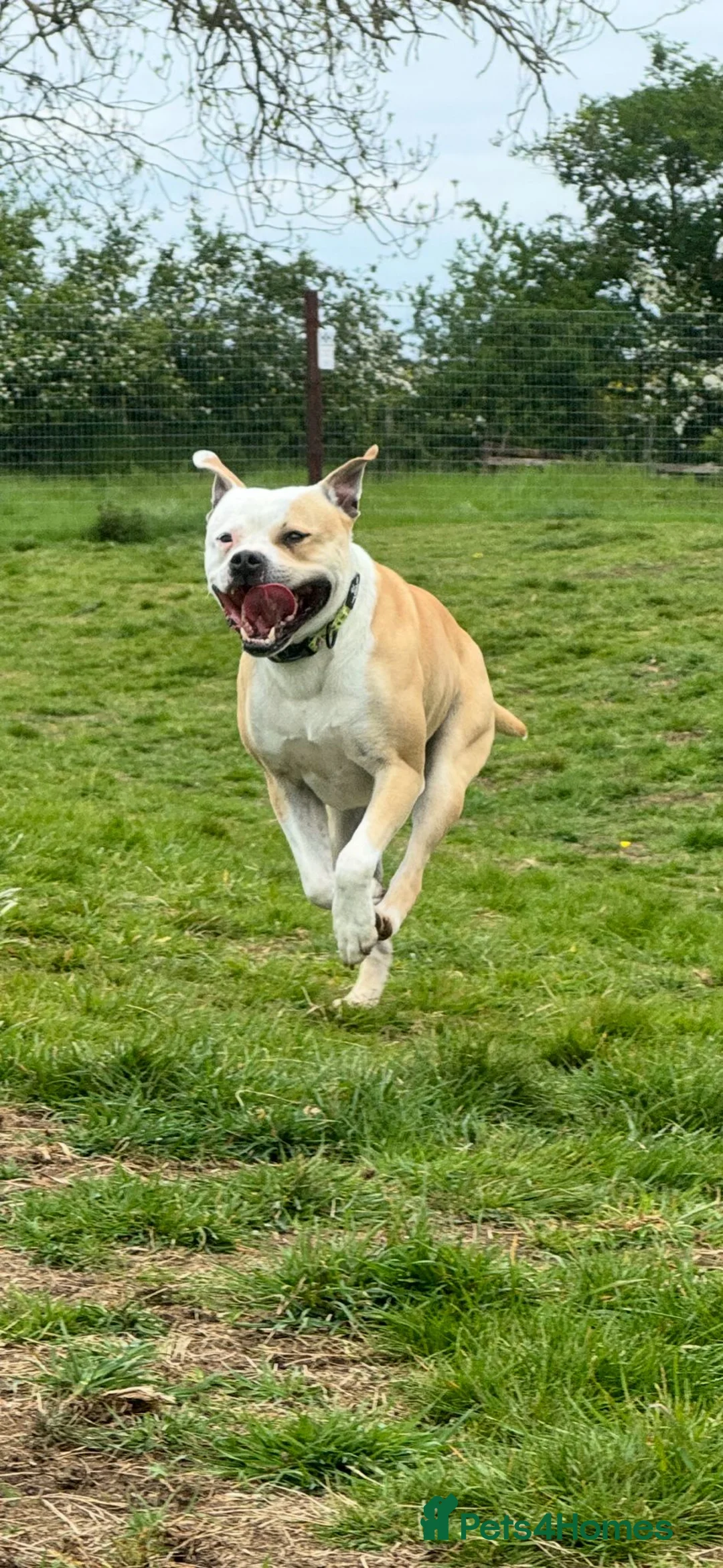 Mixed Breed dogs for sale: Staffordshire bull terrior cross lab  - Advert 2