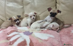 Chihuahua dogs for sale: Chihuahua puppies for sale  - Image 21