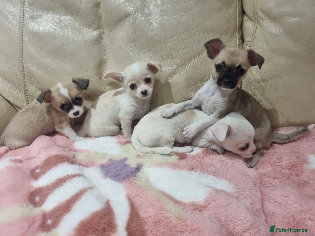 Chihuahua dogs for sale: Chihuahua puppies for sale  - Image 21