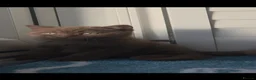British Shorthair cats for sale: Chocolate & Cinnamon ⭐ British Shorthair Kittens  - Advert 17