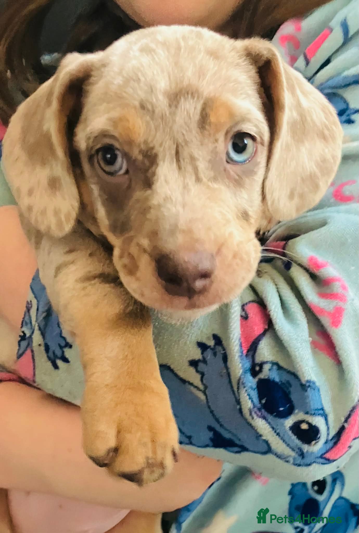 Mixed Breed dogs Ready Now Blue Eyed Dapple Girl - Advert 7