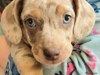 Mixed Breed dogs Ready Now Blue Eyed Dapple Girl - Advert 7