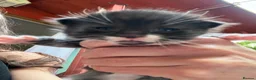 Munchkin cats for sale: Cute Tuxedo Kitten is looking 4 good home - Advert 13