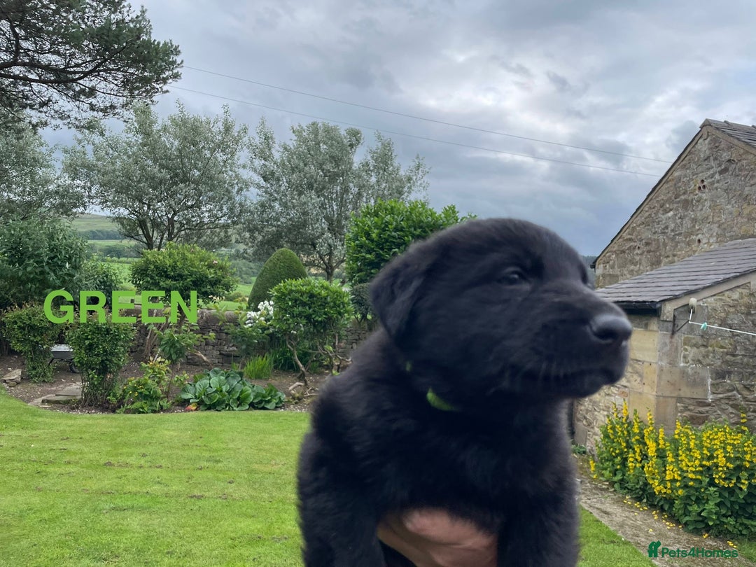 German Shepherd dogs for sale: ONE GIRL AVAILABLE -German shepherd puppies - Image 7