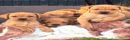 Labrador Retriever dogs for sale: F1 Labrador x Vizsla - Advert 7