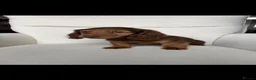 Miniature Dachshund dogs for sale: Stunning long hair miniature dachshunds  - Advert 3