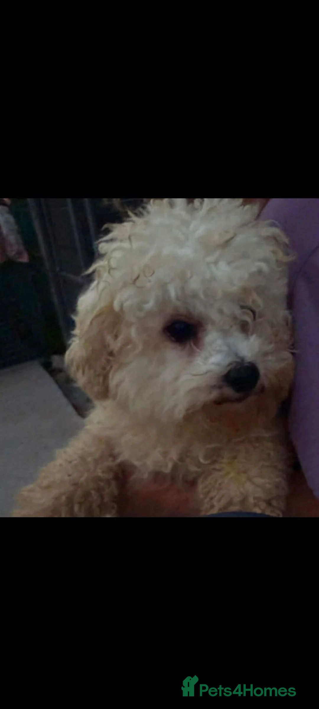 Bichon Frise dogs for adoption: Snowball 3kg male  in Leicester - Advert 4