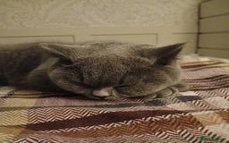 Mixed Breed cats for sale: Two indoor females seeking loving home together  - Image 22