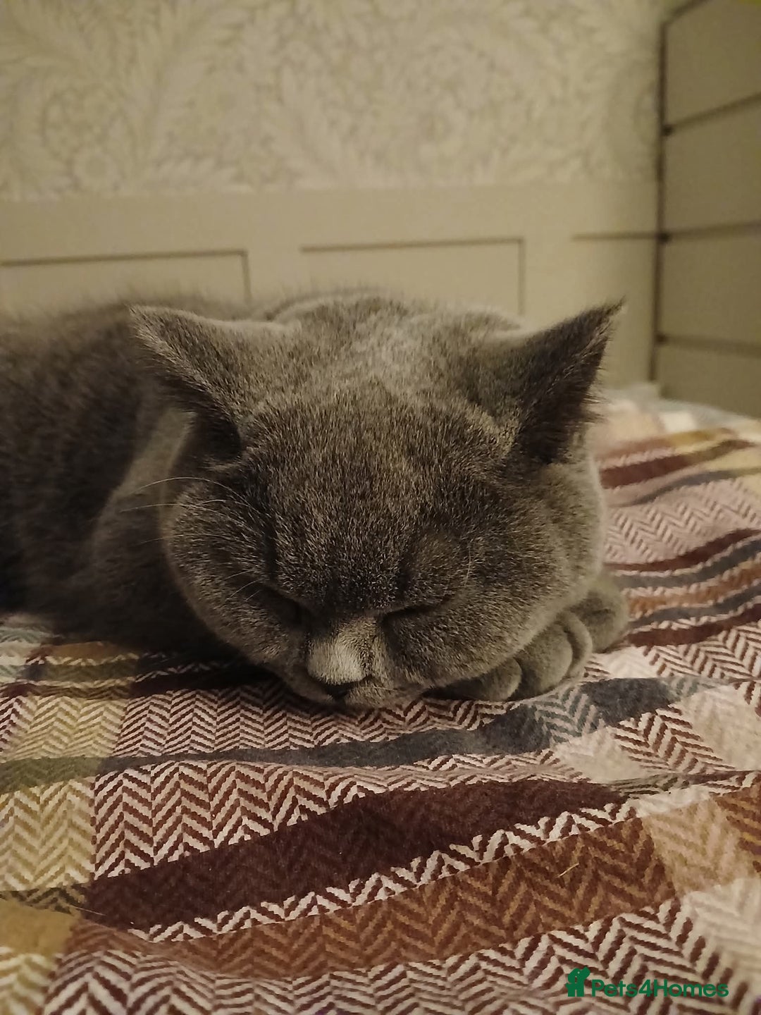 Mixed Breed cats for sale: Two indoor females seeking loving home together  - Image 22