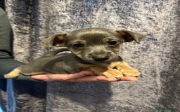 Jack Russell dogs for sale: Miniature Tri coloured Merle Jack Russell  - Image 6