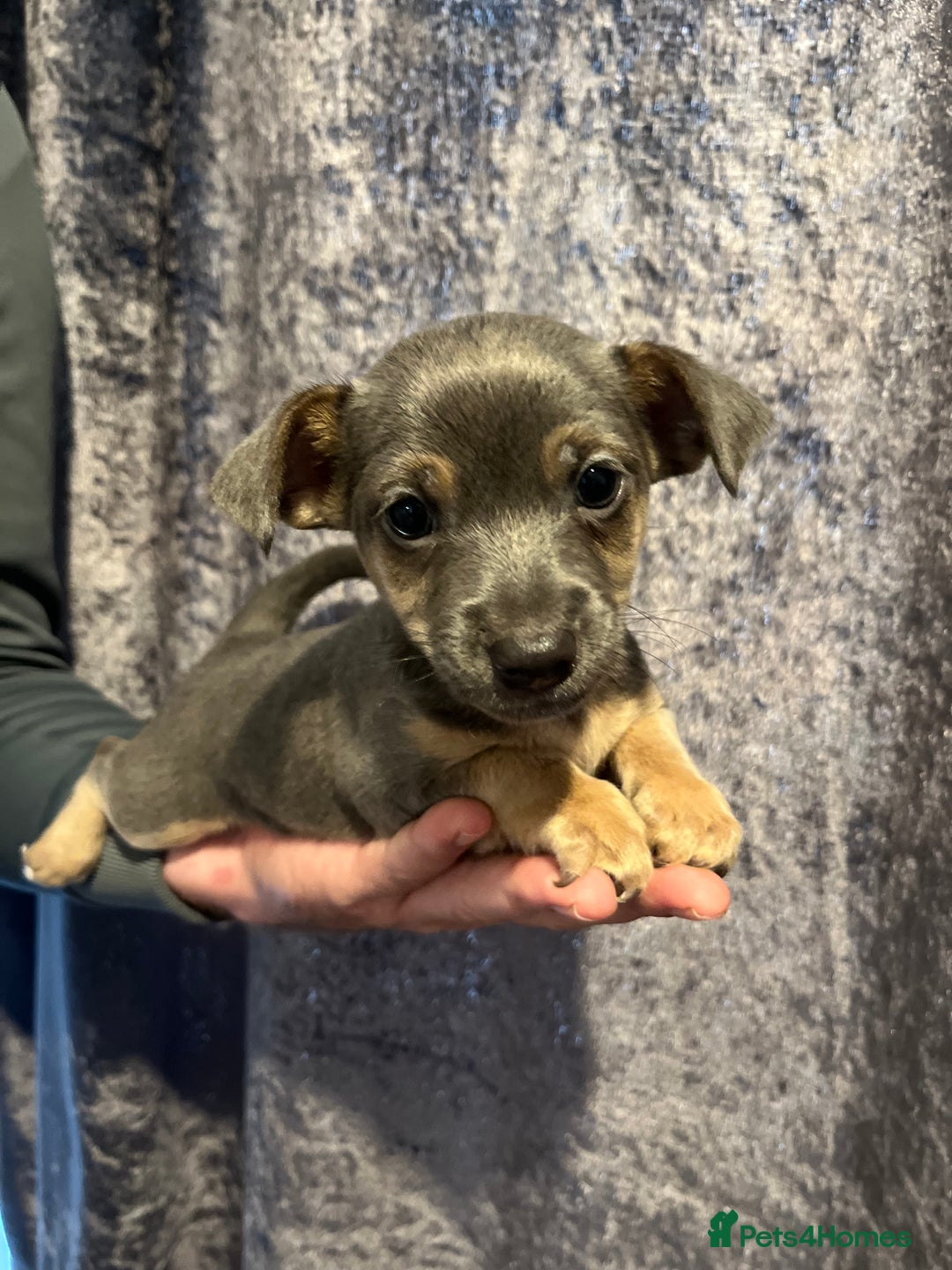 Jack Russell dogs for sale: Miniature Tri coloured Merle Jack Russell  - Image 6