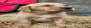 Labrador Retriever 11