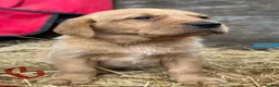 Labrador Retriever dogs for sale: Fox red Labrador puppies - Advert 10