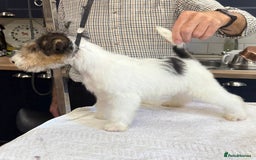 Fox Terrier dogs for sale: Wire Fox Terrier Puppies - Image 8