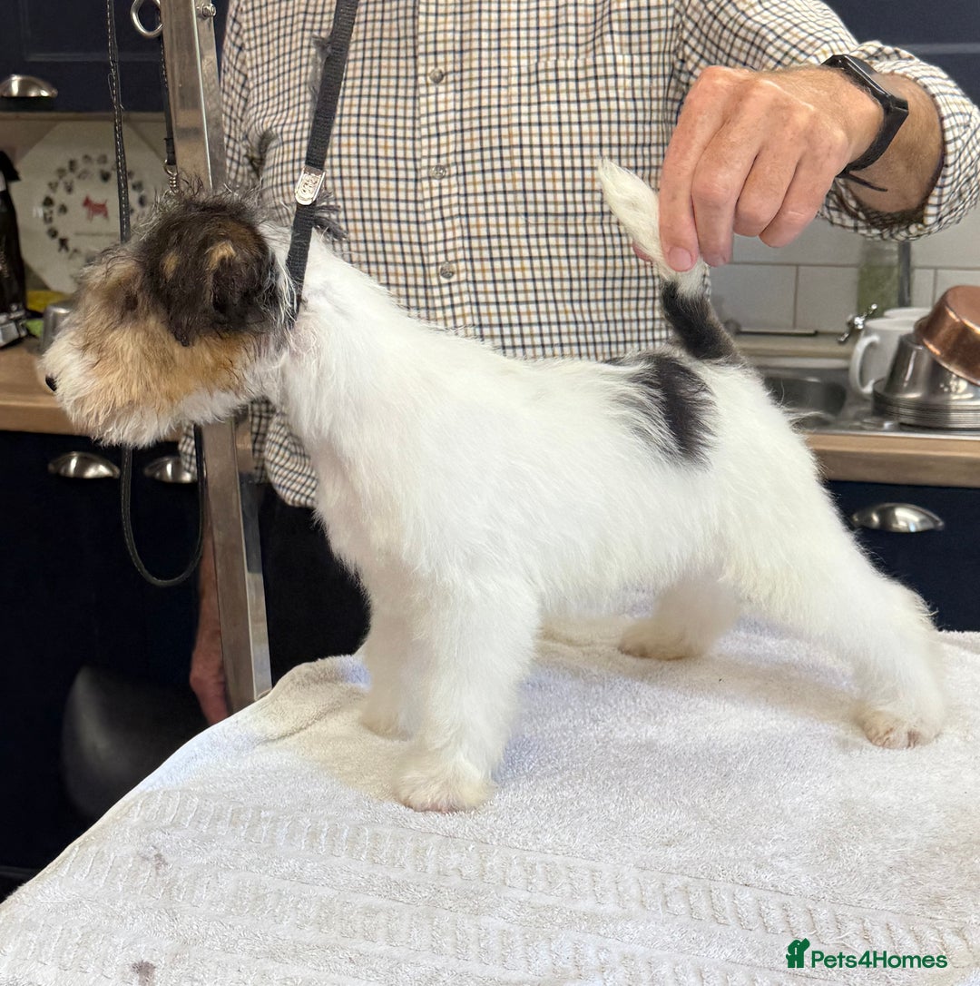 Fox Terrier dogs for sale: Wire Fox Terrier Puppies - Image 8