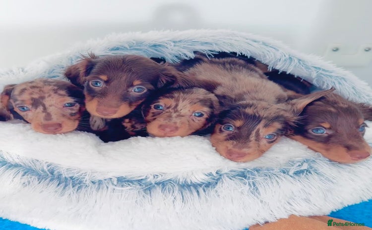 Miniature Dachshund dogs - Advert 8
