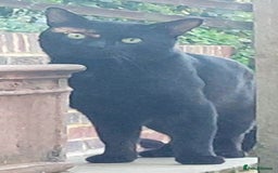 British Shorthair cats for sale: Beautiful grey kittens - ready from 14/9/25 - Image 9