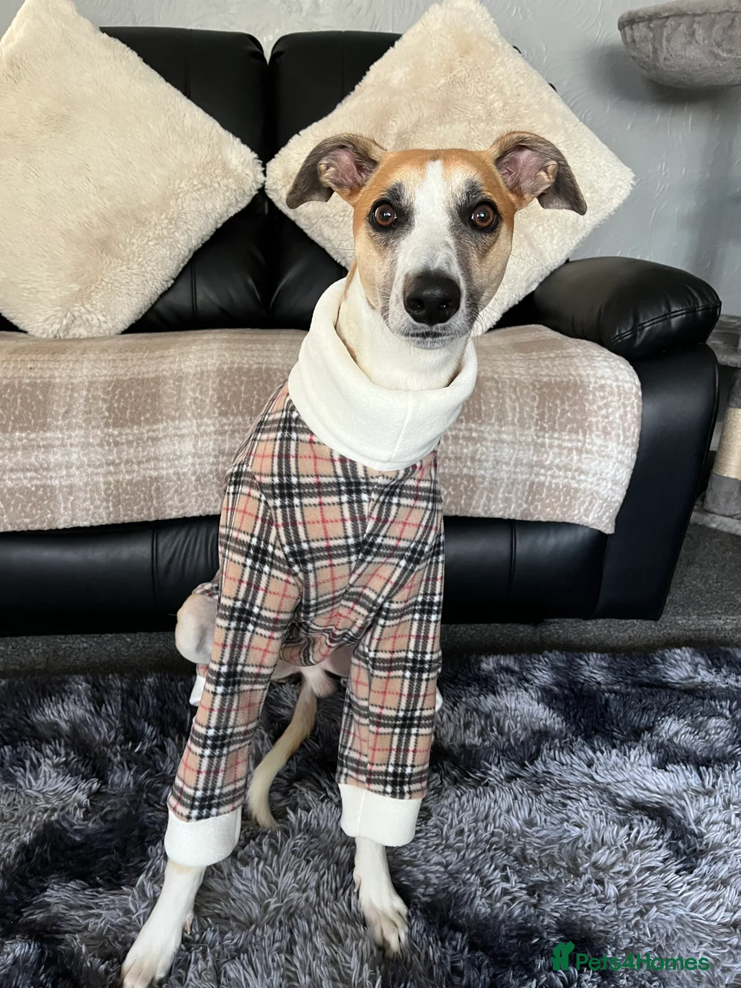 Lurcher dogs for stud: Lurcher for stud - Advert 10