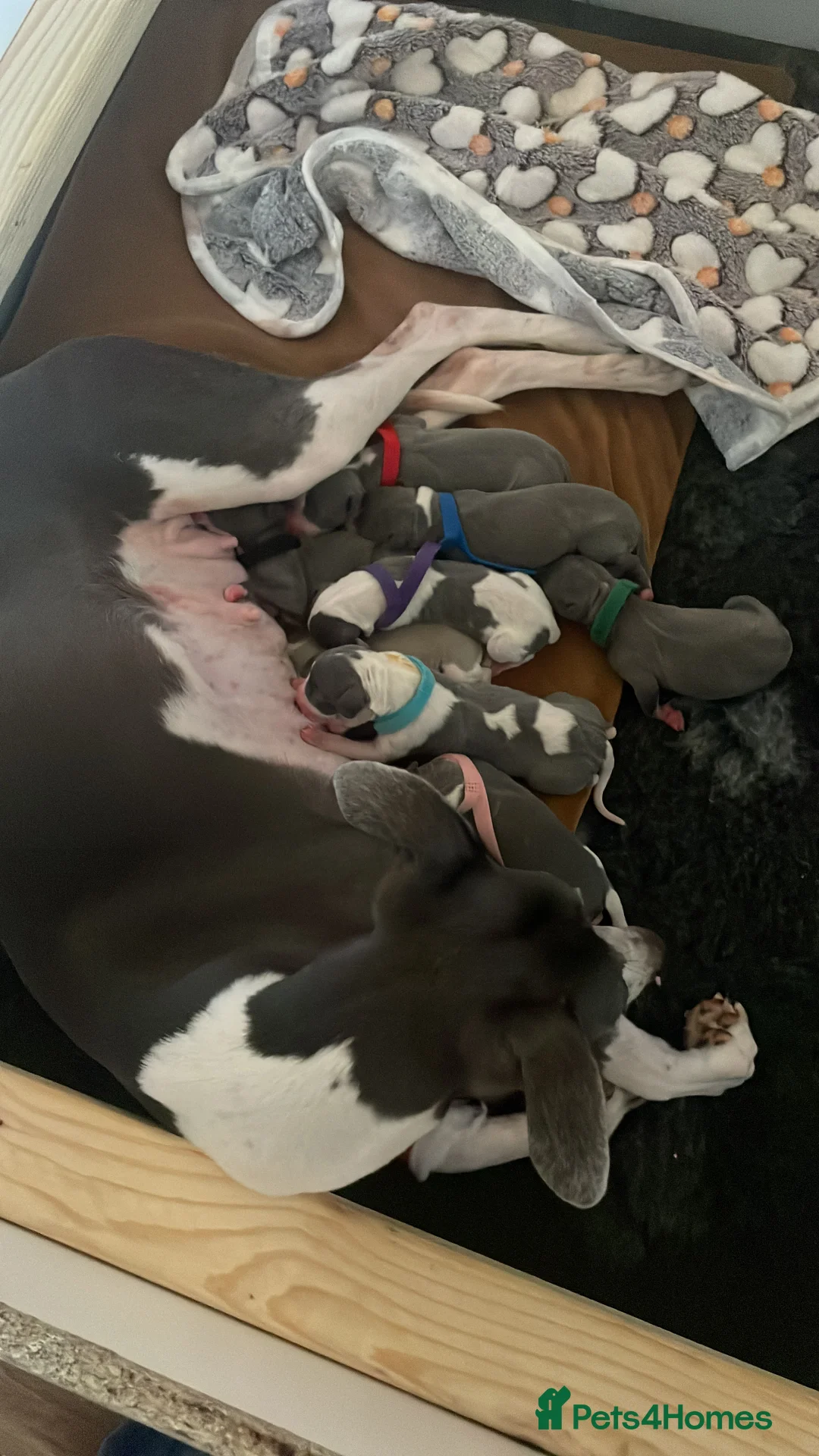 Whippet dogs for sale: KC whippet puppies for sale - Advert 1