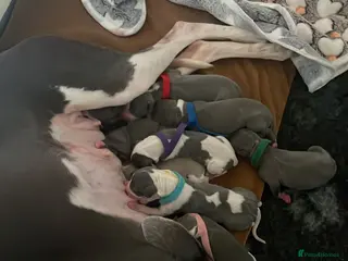 Whippet dogs KC whippet puppies for sale - Advert 11